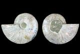 Cut & Polished Ammonite Fossil - Crystal Chambers #88214-1